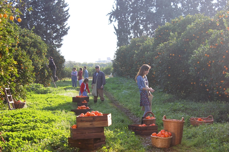 Сбор апельсинов на Кипре